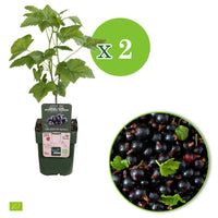 Blackcurrant Ribes nigrum 'Ben Nevis' green-black - Bio - Hardy plant