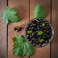 Blackcurrant Ribes nigrum 'Ben Nevis' green-black - Bio - Hardy plant