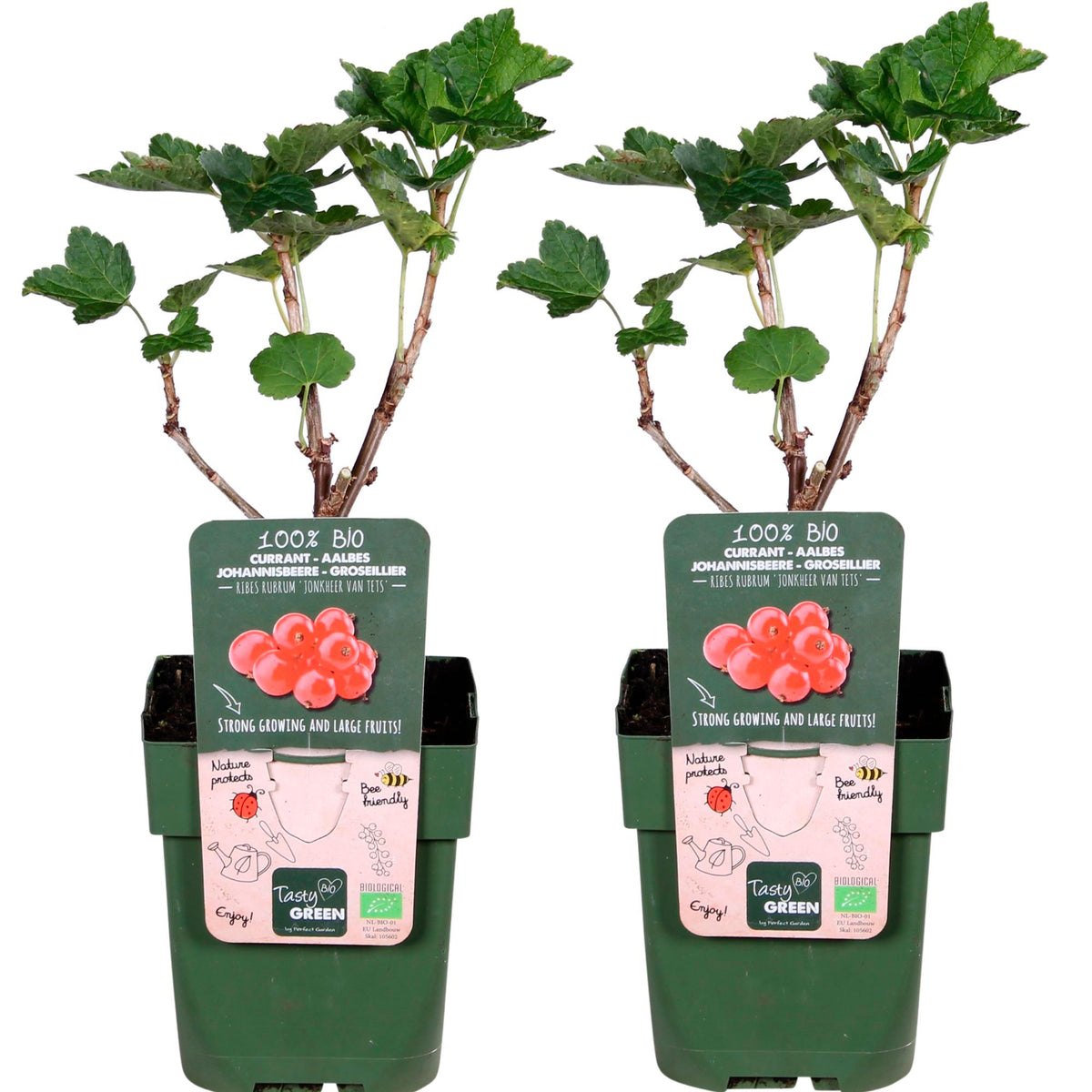Redcurrant Ribes rubrum 'Jonkheer van Tets' - Organic red - Hardy plant