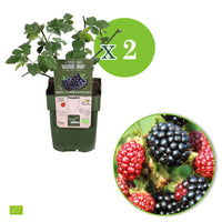 Dwarf blackberry Rubus 'Little Black Prince' Black - Bio - Hardy plant