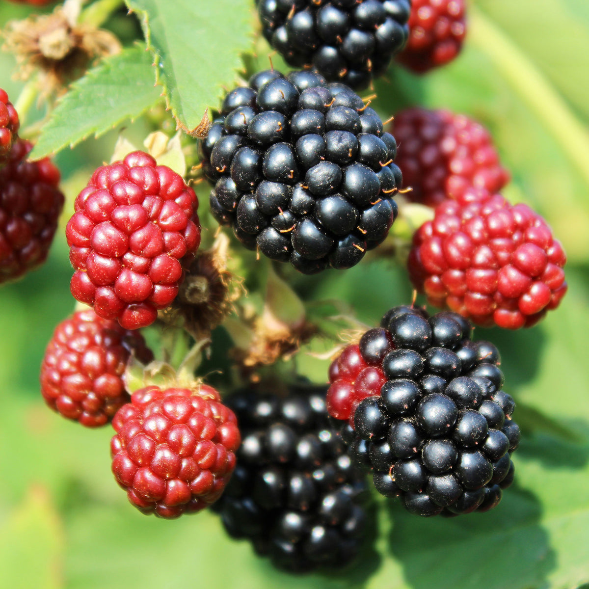 Dwarf blackberry Rubus 'Little Black Prince' Black - Bio - Hardy plant