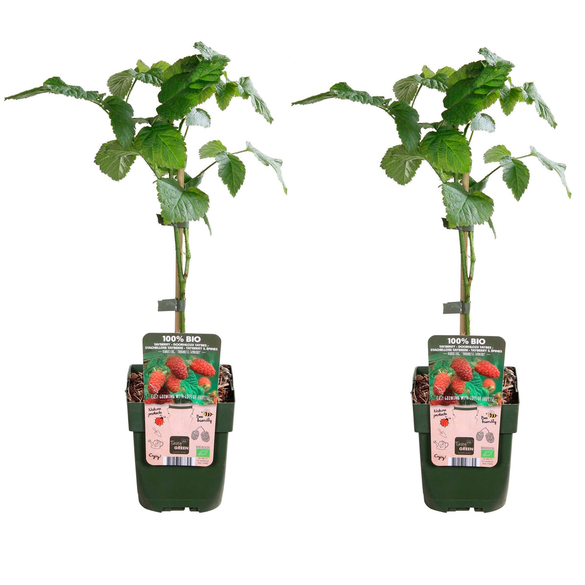Tayberry Rubus 'Thornless Tayberry'' - Organic red - Hardy plant