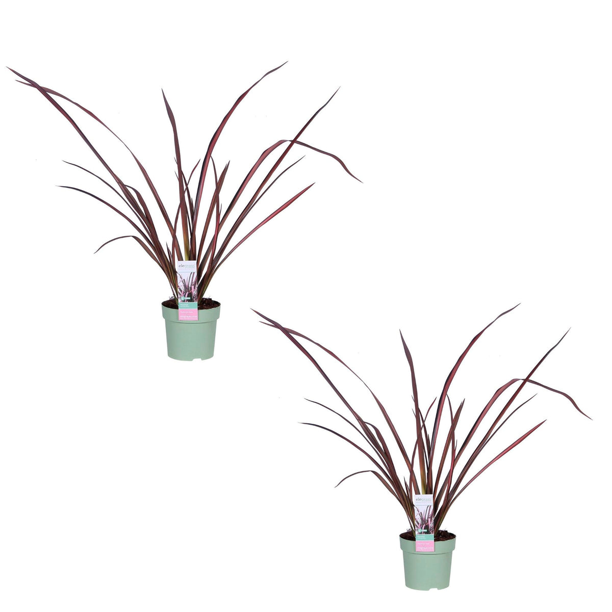 New Zealand flax 'Pink Flamingo' Pink-Green - Hardy plant