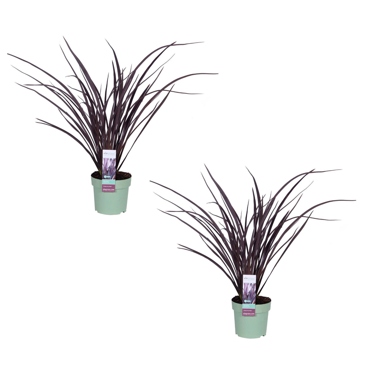 New Zealand flax 'Rubra Nana' Purple - Hardy plant