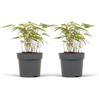 Bamboo Fargesia rufa - Hardy plant