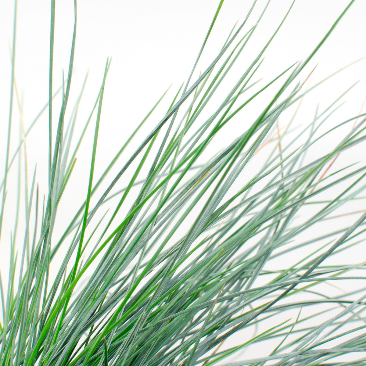 Blue fescue Festuca  'Azura Blue' - Hardy plant
