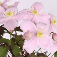Clematis "Fragrant Spring", Pink - Hardy plant