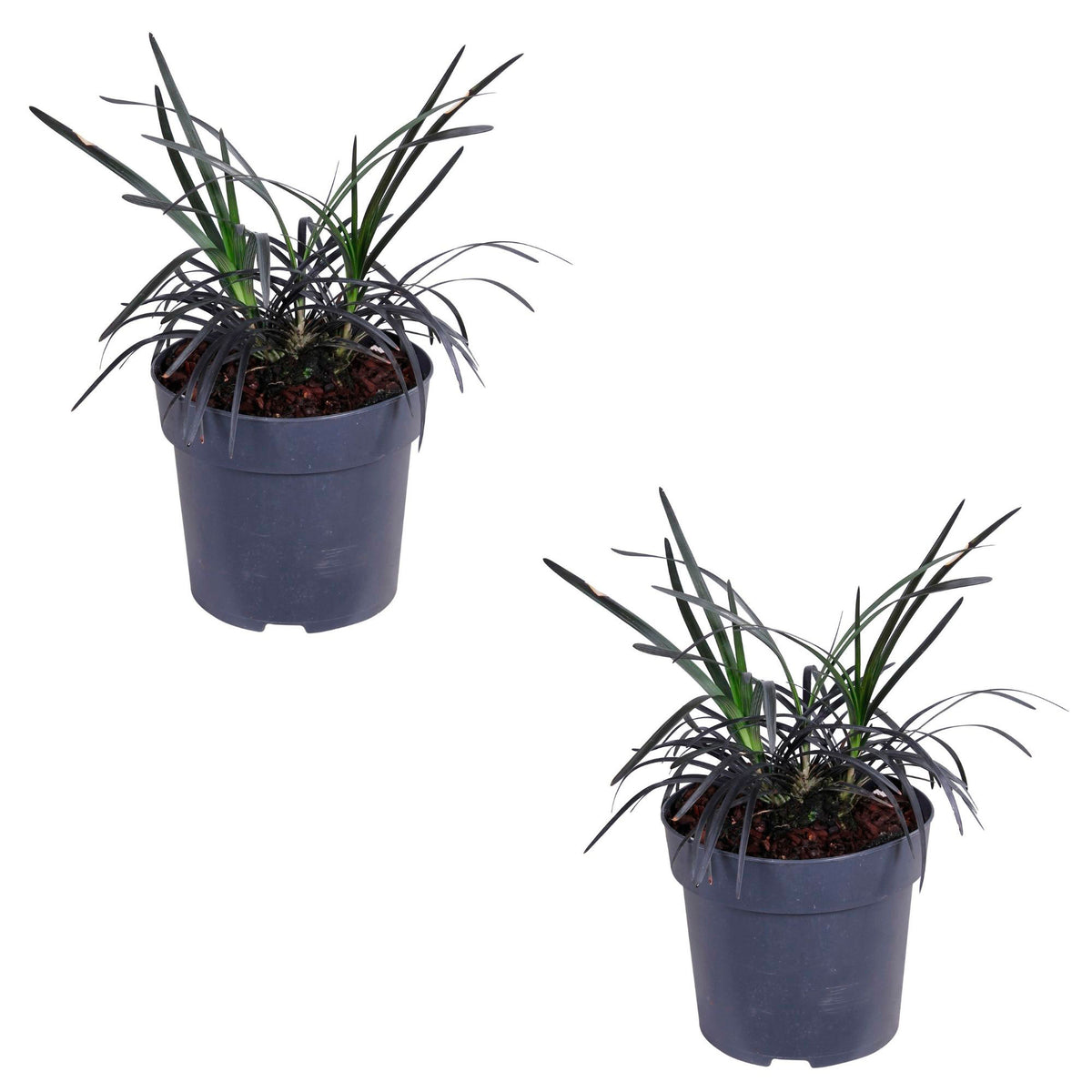 Ophiopogon 'Nigrescens' Green-White - Hardy plant