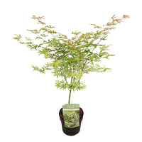 Japanese maple Acer 'Ukigumo' cream - Hardy plant