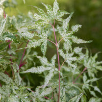 Japanese maple Acer 'Ukigumo' cream - Hardy plant