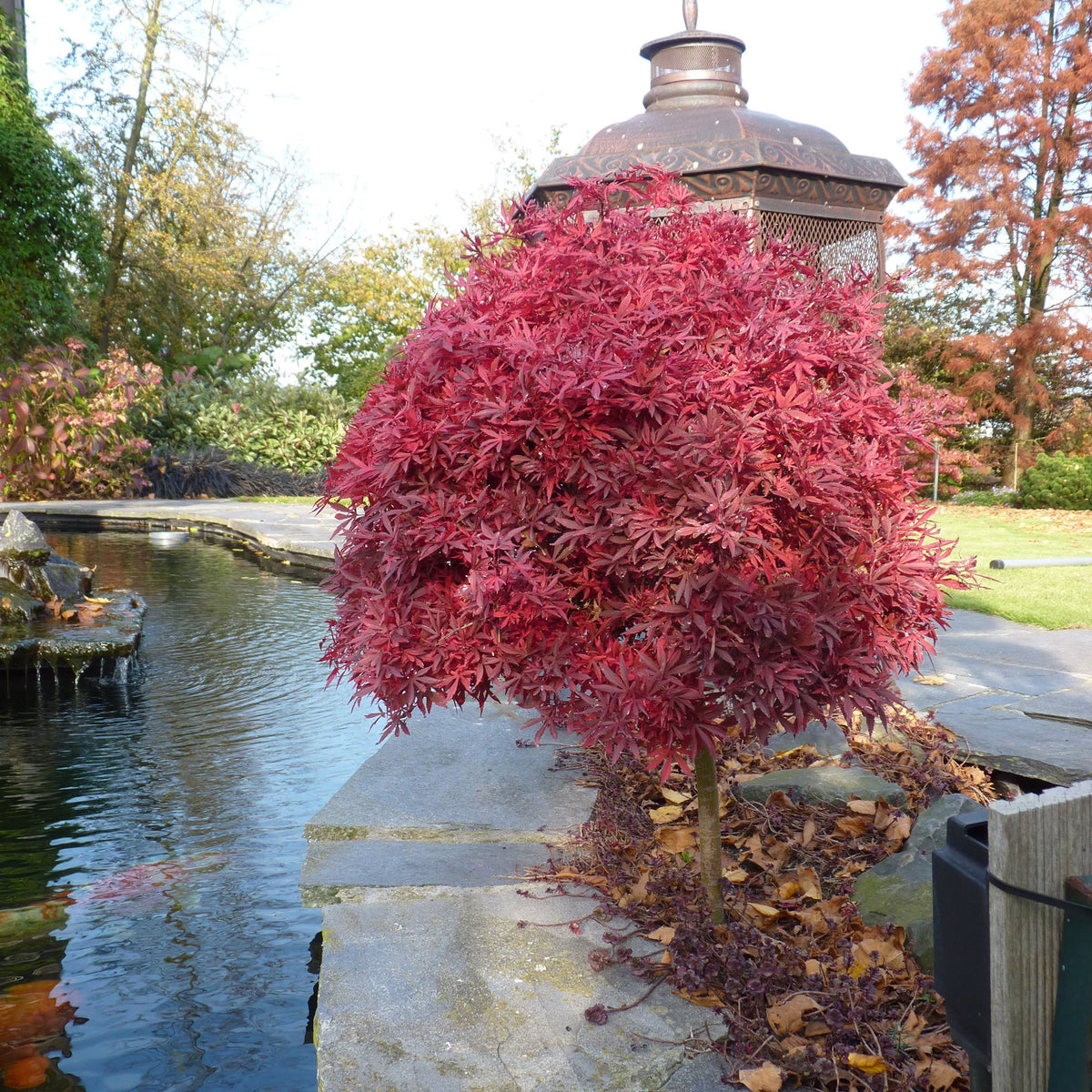 Japanese maple Acer palmatum 'Shaina' red - Hardy plant