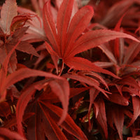 Japanese maple Acer palmatum 'Shaina' red - Hardy plant