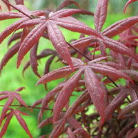 Japanese maple Acer 'Starfish' red - Hardy plant