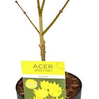 Japanese maple Acer 'Aureum' yellow - Hardy plant