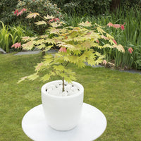 Japanese maple Acer 'Moonrise' yellow-red-orange - Hardy plant