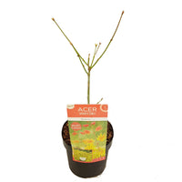 Japanese maple Acer 'Moonrise' yellow-red-orange - Hardy plant