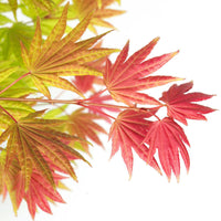 Japanese maple Acer 'Moonrise' yellow-red-orange - Hardy plant