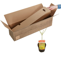 Japanese maple Acer 'Moonrise' yellow-red-orange - Hardy plant