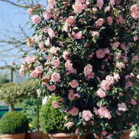 Camelia Camellia japonica 'Bonomiana' pink - Hardy plant