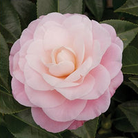 Camelia Camellia japonica 'Nuccio’s Cameo' pink - Hardy plant