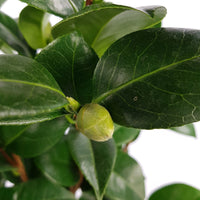 Camelia Camellia japonica 'Nuccio’s Cameo' pink - Hardy plant