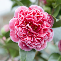 Camelia Camellia x Williamsii 'Volunteer' pink - Hardy plant