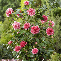 Camelia Camellia x Williamsii 'Volunteer' pink - Hardy plant