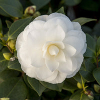 Camelia Camellia japonica 'Nuccio’s Gem' white - Hardy plant