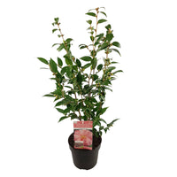 Japanese Rose Camellia 'Spring Festival' pink - Hardy plant