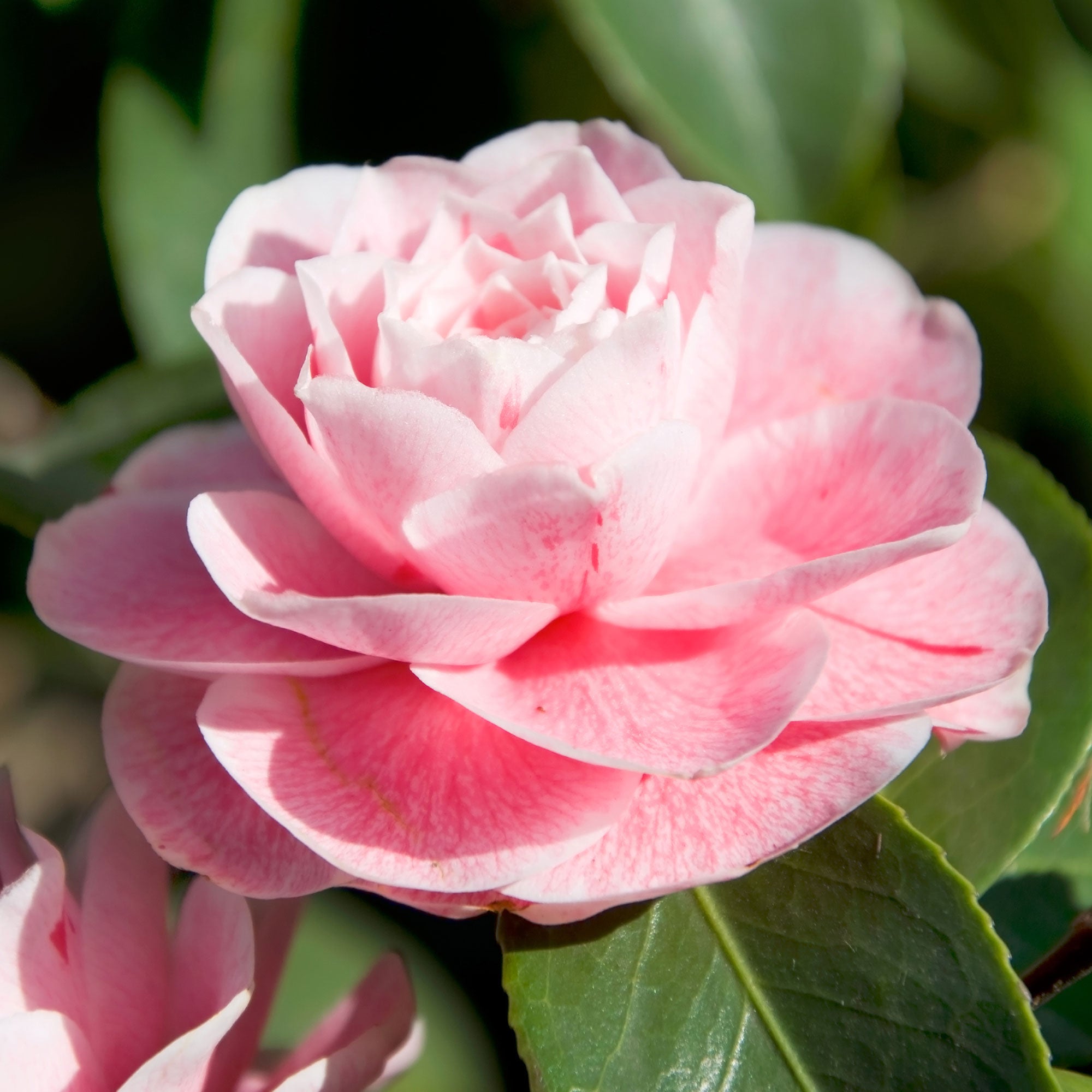 Buy ornamental shrubs now Camelia Camellia japonica 'Bonomiana