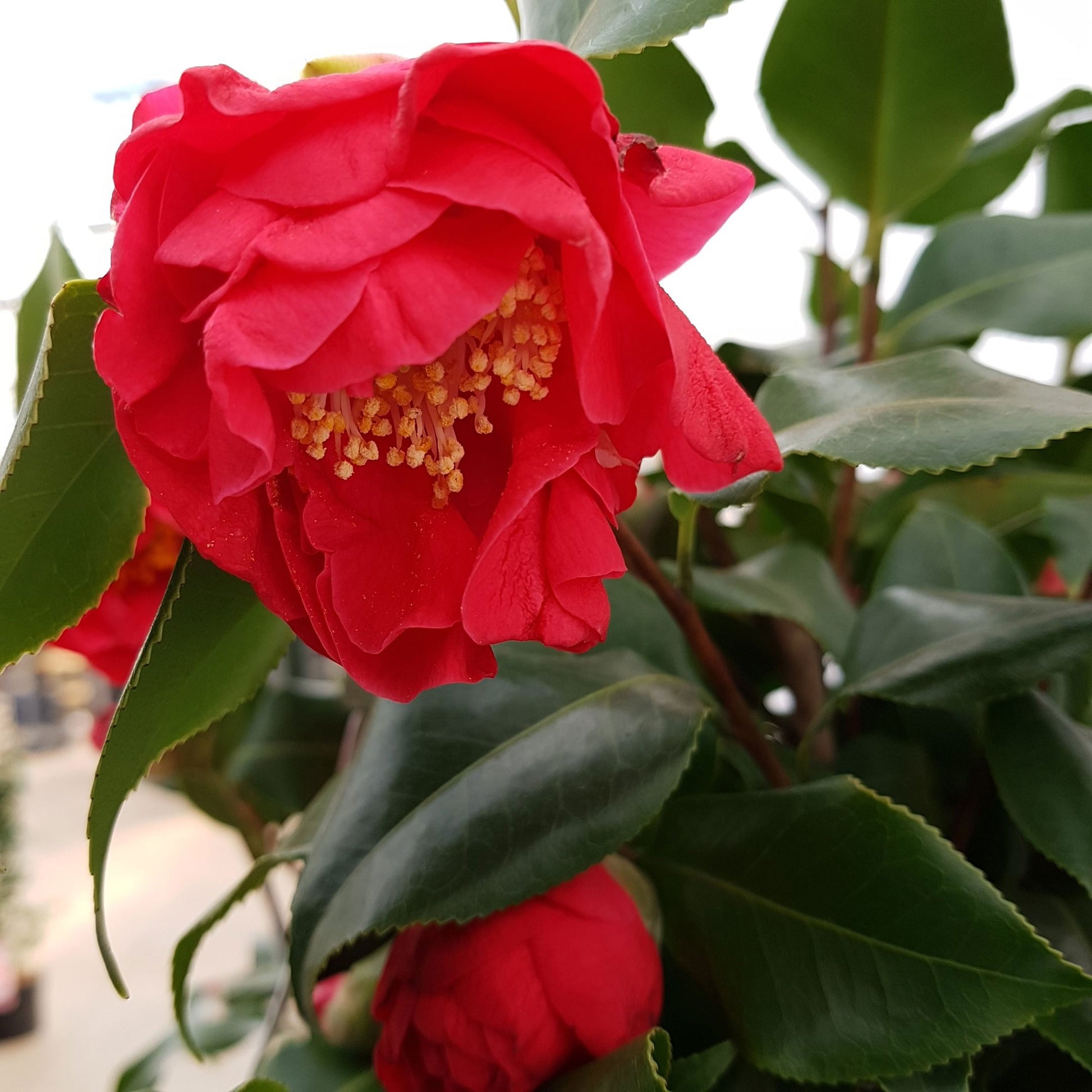 Camelia Camellia japonica 'Dr. King' pink