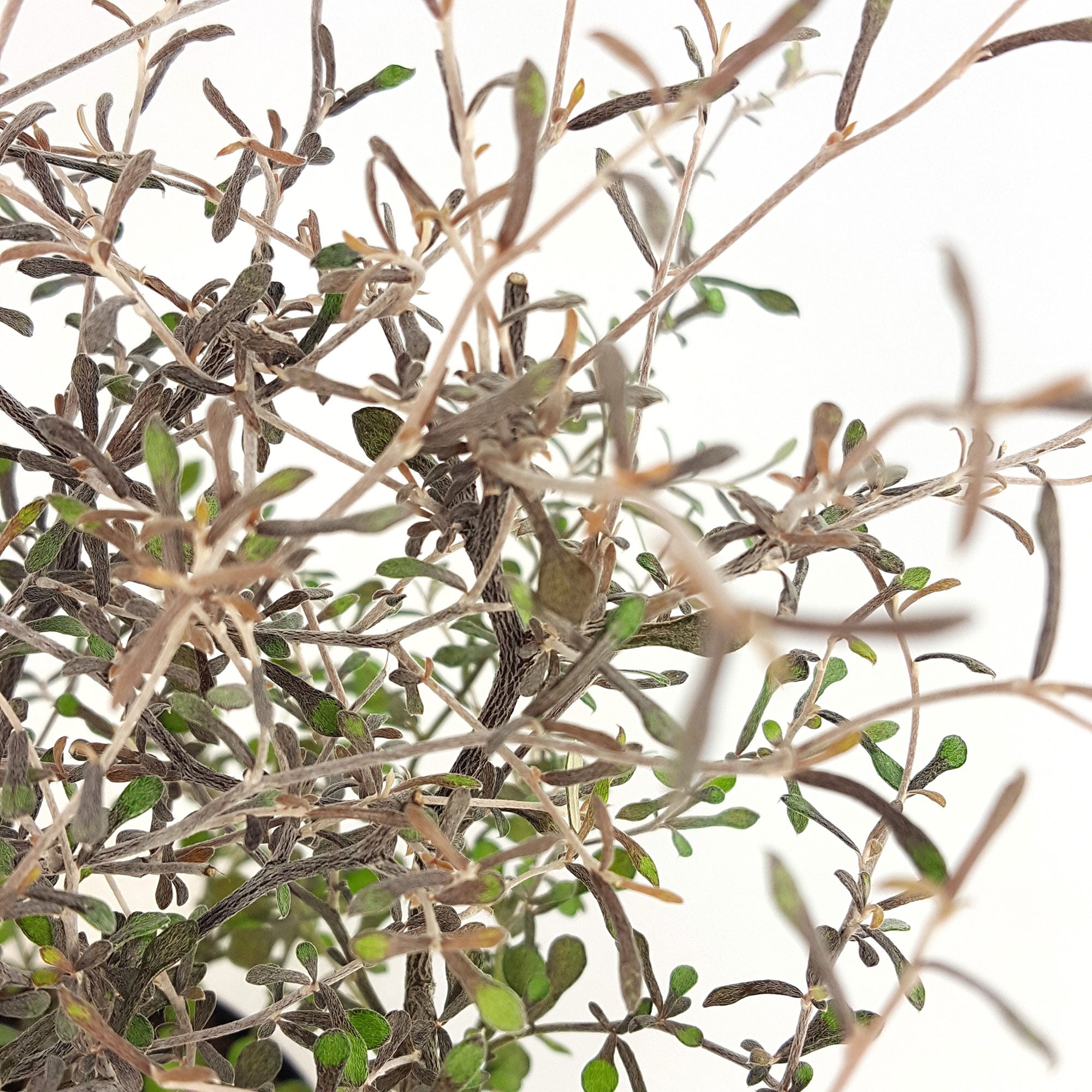 Buy ornamental shrubs now Corokia Corokia 'Silver Leaf' Green - Hardy ...