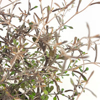 Corokia Corokia 'Silver Leaf' Green - Hardy plant