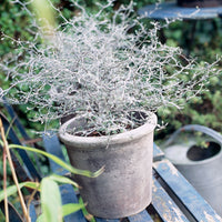 Corokia Corokia 'Silver Leaf' Green - Hardy plant
