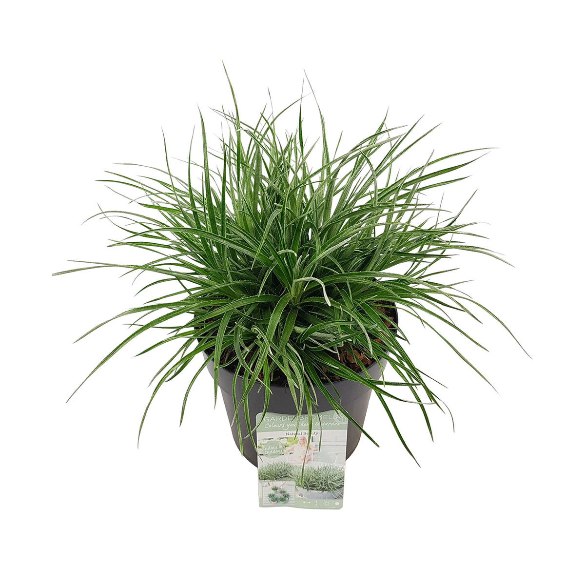 Bromelia Fascicularia 'Bicolor'  Green-Red - Hardy plant