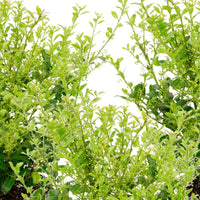 3x Japanese Holly 'Luxus Hedge' - Hardy plant