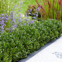 3x Japanese Holly 'Luxus Hedge' - Hardy plant