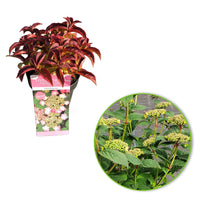Hydrangea 'Pink Petticoat' Pink - Hardy plant