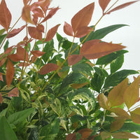 Heavenly Bamboo Nandina 'Twilight' pink-white-green - Hardy plant