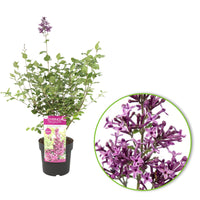 Dwarf lilac Syringa 'Dark Purple' purple - Hardy plant