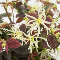 Chinese fringe flower Loropetalum 'Ruby Snow' white - Hardy plant