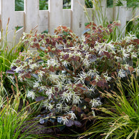 Chinese fringe flower Loropetalum 'Ruby Snow' white - Hardy plant