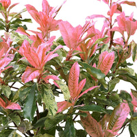 Photinia Photinia 'Pink Crispy' green-pink - Hardy plant