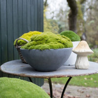 Heath pearlwort moss Sagina 'Forest Green' Green - Hardy plant