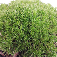 Heath pearlwort moss Sagina 'Pine Green' Yellow-Green - Hardy plant