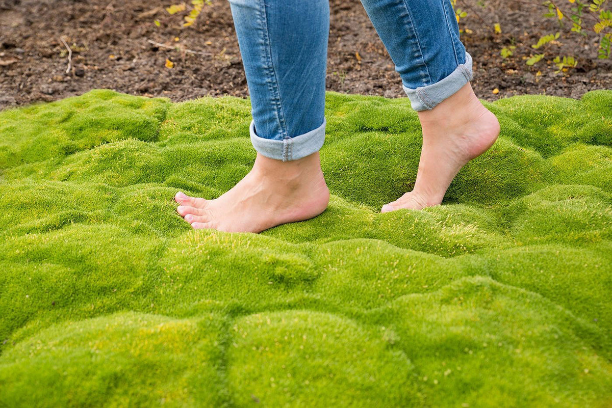 Heath pearlwort moss Sagina 'Pine Green' Yellow-Green - Hardy plant