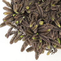 Heath pearlwort moss Sagina 'Family Black' brown - Hardy plant