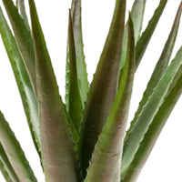 Artificial plant Aloe vera green-red including decorative anthracite pot