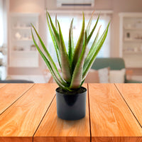 Artificial plant Aloe vera green-red including decorative anthracite pot