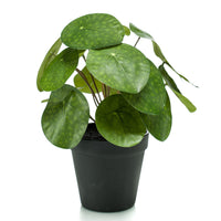 Artificial plant Chinese money plant Pilea incl. decorative black pot